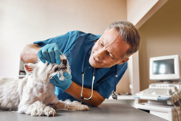 Best Same-Day Emergency Dentist in Pea Ridge, FL
